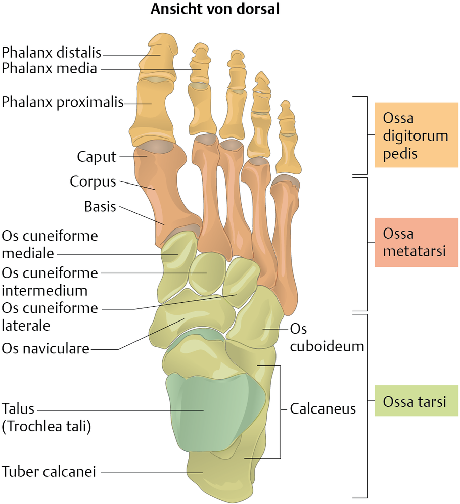 Как называются пальцы на ногах. Строения ossa pedis. Кости стопы (ossa pedis). Ossa pedis анатомия. Кости стопы латынь.